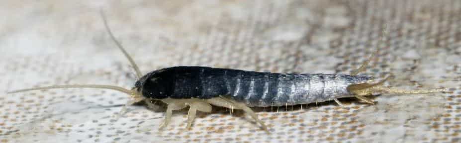 уничтожение чешуйниц