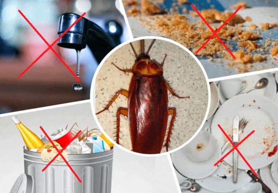 Почему в доме тараканы